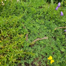 Dane Opara - Put Oluje (Croatia)