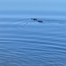 Andrea Tyrrell - Historic Sam's Swamp