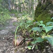 Heather DeRose - Binder Park Trails Challenge (MO)