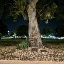 Julie Brock - Hume & Hovell Walking Track