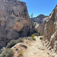 Elyse Fischer - Zion Crossing (UT)