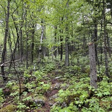 Erica Notini, Riley McGurn - Slippery Brook - Baldface Loop (NH)