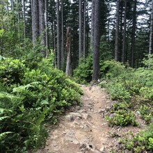 Allison Moran - Tarbell Trail (WA)