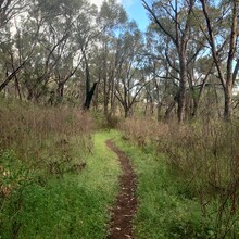 Harmony Waite - Coastal Plain Trail