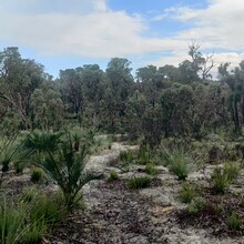 Harmony Waite - Coastal Plain Trail