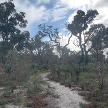 Harmony Waite - Coastal Plain Trail