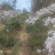 Harmony Waite - Coastal Plain Trail