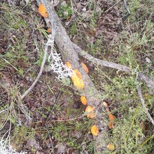 Harmony Waite - Coastal Plain Trail