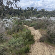 Harmony Waite - Coastal Plain Trail