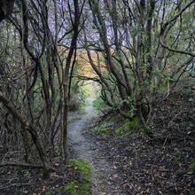 Bert Luykx - Corfu Trail - S-N - Long Route
