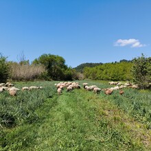 Bert Luykx - Corfu Trail - S-N - Long Route