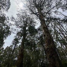 Oowan Davies - Mount Baw Baw to Warburton (Upper Yarra Walking Track)