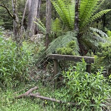 Oowan Davies - Mount Baw Baw to Warburton (Upper Yarra Walking Track)