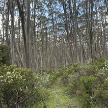 Oowan Davies - Mount Baw Baw to Warburton (Upper Yarra Walking Track)