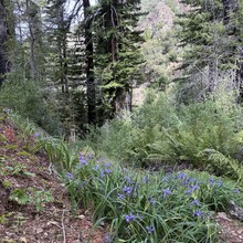 Clark Messman - Cone Peak (CA)