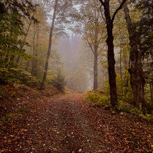 Mike Dacey - Velomont Trail - Heart of the Greens Loop (VT)