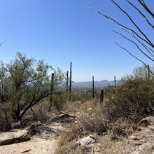 Barbara Radford - Mount Kimball (AZ)