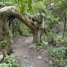 Tim Yuska - Palos Trail System (IL)