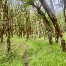 Brittany Haver - Rogue River Trail (OR)