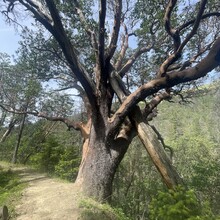 Jameson Collins - Jack Ash - Sterling Mine Ditch Loop (OR)