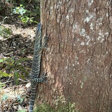 Stefan Krueger - Sunshine Coast Hinterland Great Walk