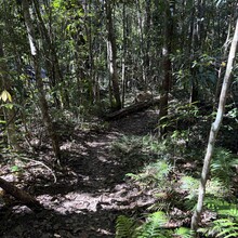 Stefan Krueger - Sunshine Coast Hinterland Great Walk