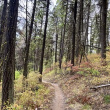 Ashley Peterson - Rattlesnake Creek 5 Peaks Loop (MT)
