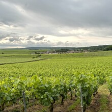 Todd Burch - GR® de Pays de la Montagne de Reims (France)