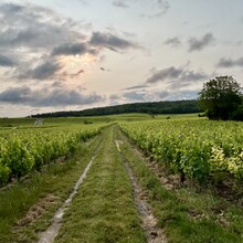 Todd Burch - GR® de Pays de la Montagne de Reims (France)