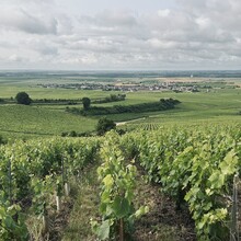 Todd Burch - GR® de Pays de la Montagne de Reims (France)