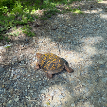 Jack Vandemeulebroecke - C & O Canal 100k - DC - Harpers Ferry (DC, MD, WV)