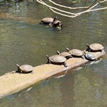 Jack Vandemeulebroecke - C & O Canal 100k - DC - Harpers Ferry (DC, MD, WV)