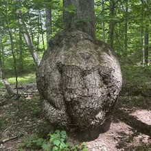 Mike Cole - Knobstone Trail (IN)
