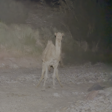 Matt Schulman - Jordan Trail: Petra to Wadi Rum