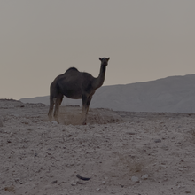 Matt Schulman - Jordan Trail: Petra to Wadi Rum