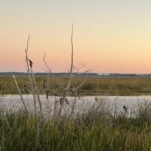 Barbara Radford - Lake Apopka Circumnavigation (FL)