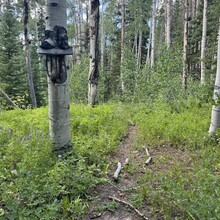 Courtney Clifton - Black Mountain Loop (CO)