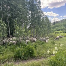Courtney Clifton - Black Mountain Loop (CO)