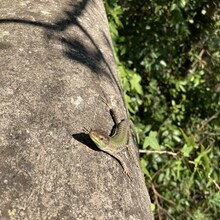 Gabriel Gariépy, France Brûlé - Scala Fenicia / Phoenician Steps (Italy)