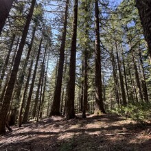 Vincent DiFrancesco - Illinois River Trail (OR)
