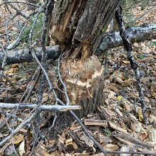 Gabriel Gariépy - Boucle du Mont SugarLoaf (QC, Canada)