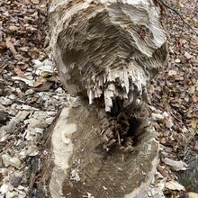 Gabriel Gariépy - Boucle du Mont SugarLoaf (QC, Canada)