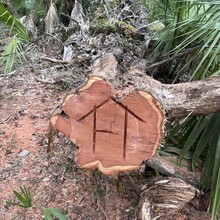 Aryan Rochon - Bear and Boar 444