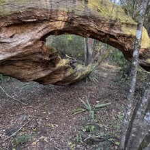 Aryan Rochon - Bear and Boar 444