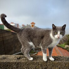 Michael Whittemore, Caitlin Ellenby - Camino Natural de las Cumbres de La Gomera (GR131) (Canary Islands)