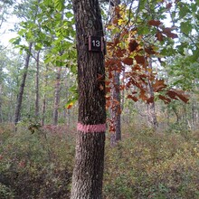 Sarah Liebowitz - Batona Trail (NJ)