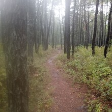Sarah Liebowitz - Batona Trail (NJ)