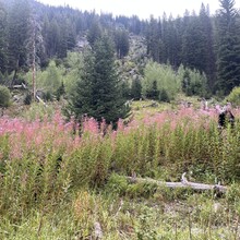 Rick Kneedler - Wallowa River Loop