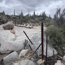Phoebe Chilton - Catalina State Park All Trails (AZ)