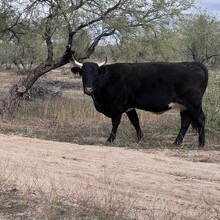Phoebe Chilton - Catalina State Park All Trails (AZ)